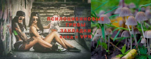 прущие грибы Верея